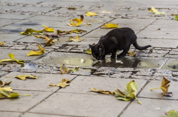 Zwarte Straat Kitten Drinkt Soorten Pudding Herfst Stedelijke Kat Drinkwater — Stockfoto