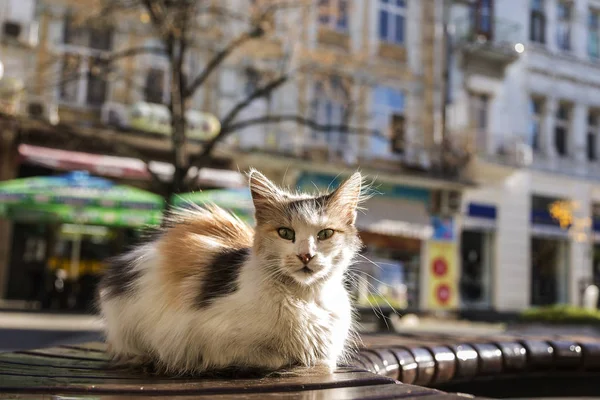 Straat Kat Zittend Een Bankje Het Centrum Van Stad Stedelijke — Stockfoto