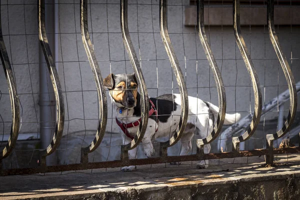 フェンスの後ろに小さい犬の品種 甘い茶色の子犬 — ストック写真