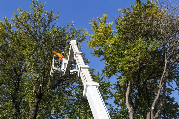 Iki Iyi Donanımlı Işçi Yüksek Şehir Ağaçları Kesmek Için Yükledi Telifsiz Stok Imajlar
