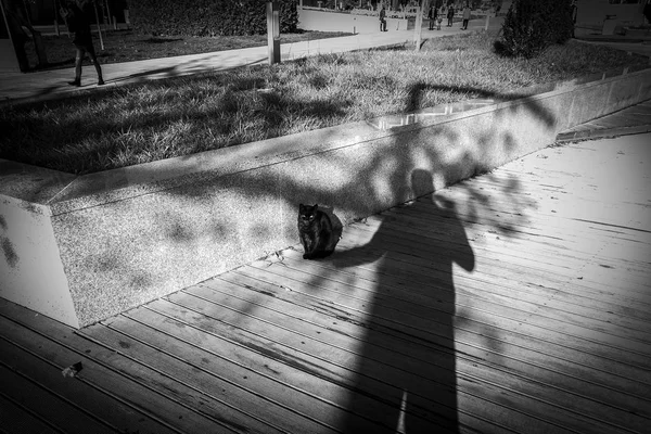 Fotograf Nutzt Seinen Schatten Eine Kätzchenstraße Einzufangen Katze Sitzt Schatten — Stockfoto