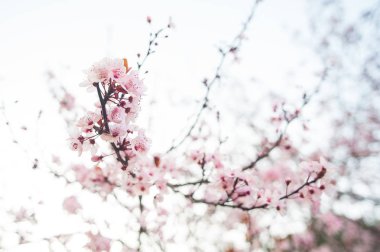 Güzel kiraz çiçeği sakura