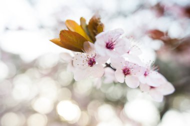 Güzel kiraz çiçeği sakura