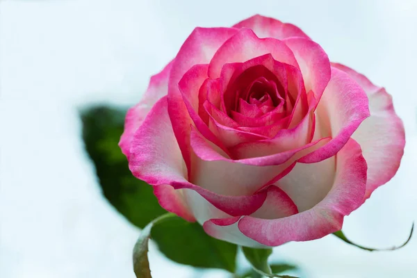 Piękna róża różowy z liści na jasno niebieskim tle. — Zdjęcie stockowe