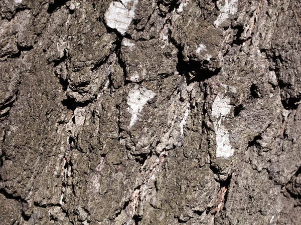 Horisontella textur av bark gammal Björk. — Stockfoto