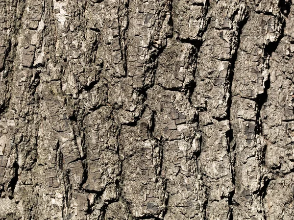 Eiche Rinde Baum Hintergrund Nahaufnahme Detailaufnahme — Stockfoto