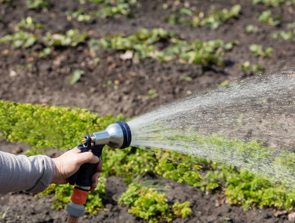 The gardener holds an irrigation hose and spray water in the garden. — Stock Photo, Image