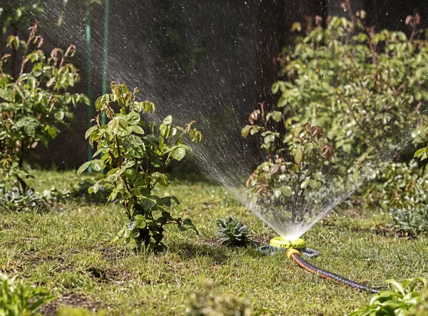 喷雾器便携式在花园中浇灌草坪草和灌木 — 图库照片