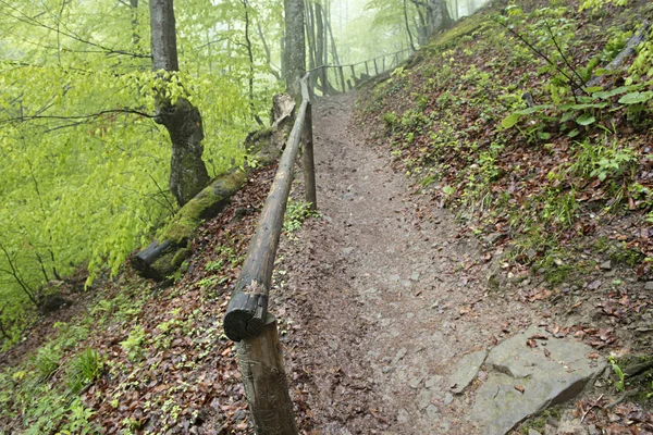 Um estreito caminho de montanha íngreme na floresta com corrimãos antigas — Fotografia de Stock