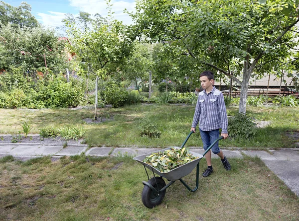 若い男は庭の手押し車で庭に落ち葉を奪う — ストック写真