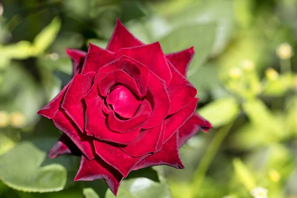 Jasny czerwony kwiat róży na zielonym tle — Zdjęcie stockowe
