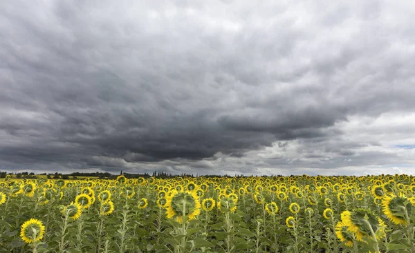 Ciel orageux sur le champ de tournesols — Photo