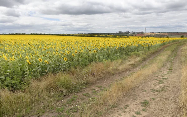 Paysage rural de route vide près du champ de tournesol le jour d'été . — Photo