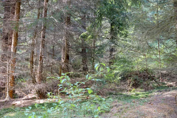 ? bos kreupelhout waardoor het zonlicht nauwelijks kan doordringen — Stockfoto