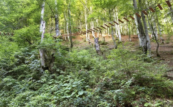 Sendero colgante en los matorrales de un bosque de montaña a la luz del sol de la mañana . — Foto de Stock