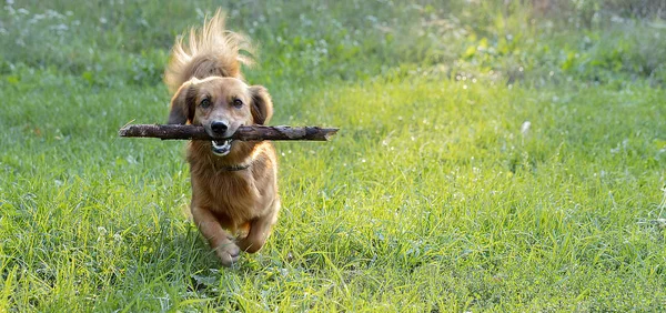 Šťastný pes jezevčík hraje s pobočkou venku na zeleném trávníku — Stock fotografie