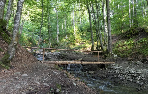 Un piccolo ponte di legno attraverso un ruscello tra boscaglie tra le colline dei Carpazi — Foto Stock