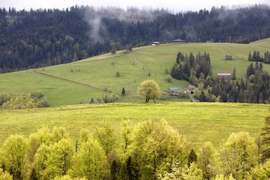 Bahar parlak sabah Karpat Dağları'nda.