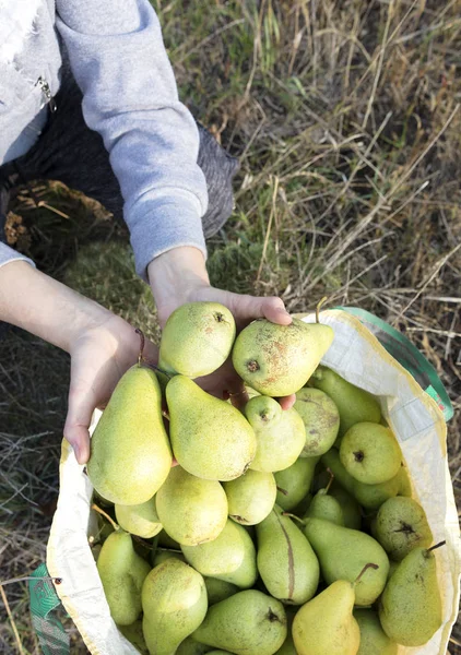 初秋に大規模な緑のジューシーな梨の収穫 — ストック写真