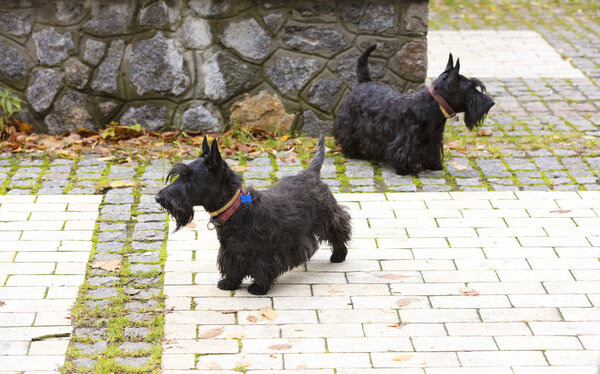 Black Scottish terrier walks the paved paths of the park