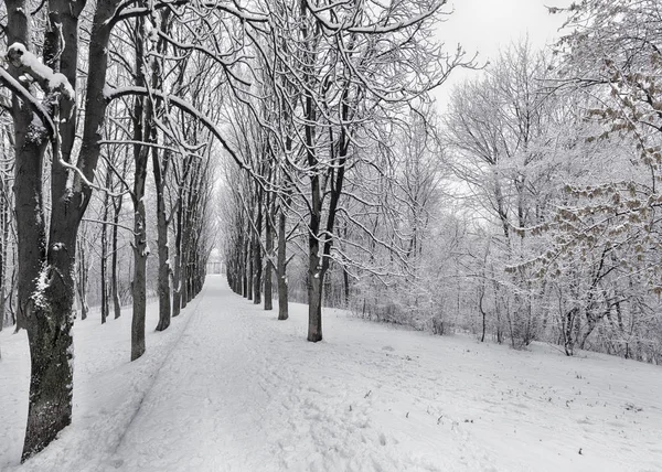 Viale Alberi Invernali Che Estende Lontananza Coperto Neve Nel Parco — Foto Stock