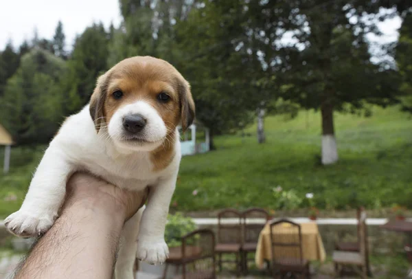 Cachorro Beagle Pequeño Está Sentado Una Mano Masculina Extendida Contra — Foto de Stock