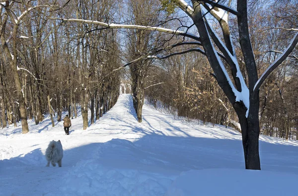 Vicolo Parco Cittadino Sulla Neve Una Giornata Sole Contro Cielo — Foto Stock