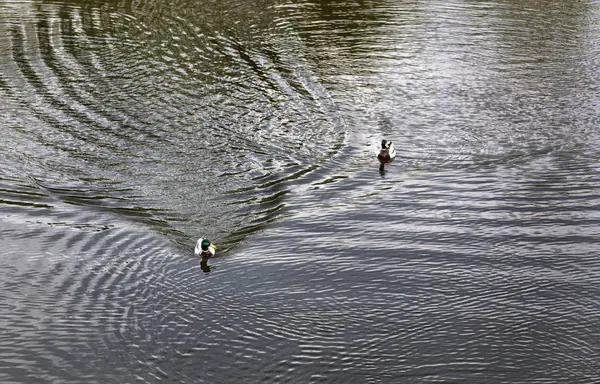 Дві Красиві Дикі Качки Плавають Вздовж Гладкої Поверхні Лісового Озера — стокове фото