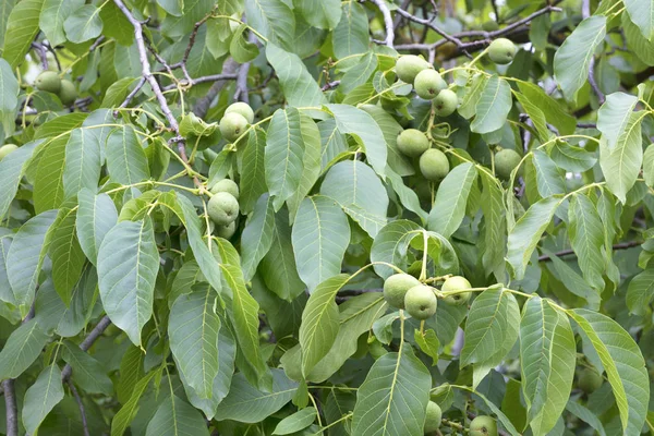 Frutta di noce verde su un giovane albero verde brillante — Foto Stock