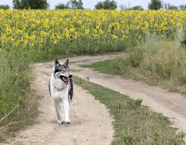 Lov pes sibiřský Laika venku chodit po polní cestě — Stock fotografie