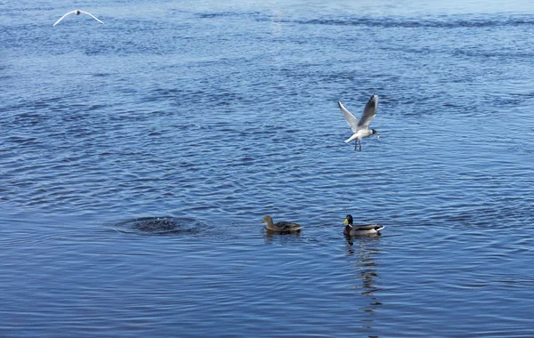 No rio, peixes pequenos são capturados e dois patos selvagens tomam banho. Belo conceito de natureza selvagem . — Fotografia de Stock