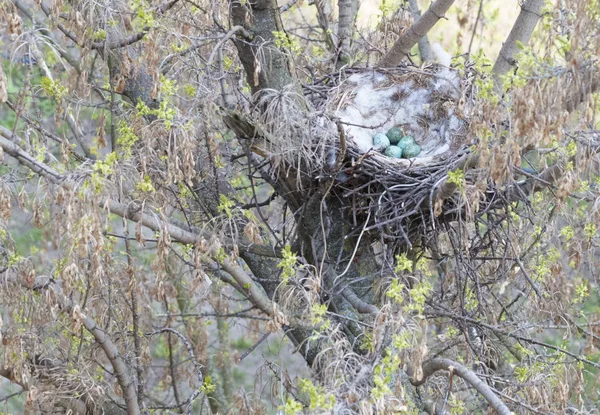 Am Baum, im Krähennest liegen Eier — Stockfoto