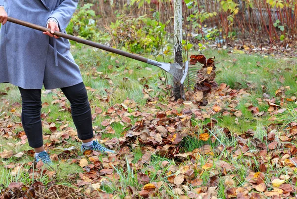 The gardener rakes the fallen yellow leaves with a metal rake in the autumn garden.