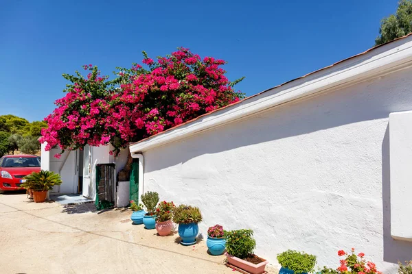 Casa rural tradicional no sul da Grécia com azálea vermelha florescente perto da parede branca de uma casa de um andar em um fundo de céu azul . — Fotografia de Stock