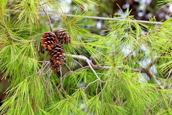 Conos de abeto abierto en una exuberante rama de un pino mediterráneo, primer plano . — Foto de Stock