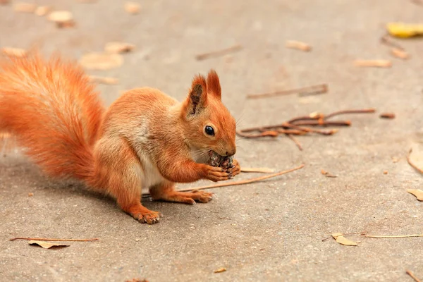 Retrato de una ardilla naranja que encontró una nuez y la mordisquea . — Foto de Stock