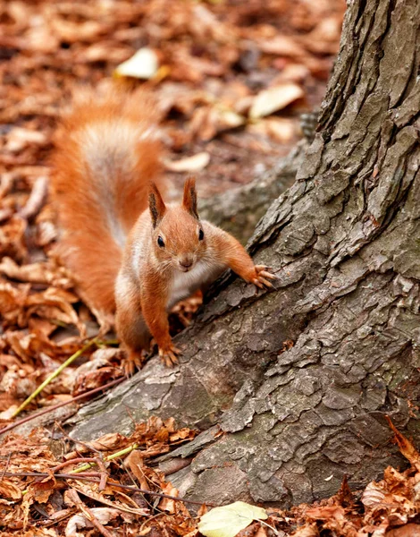 Retrato de una curiosa ardilla naranja asomándose por detrás de las raíces de un árbol . — Foto de Stock