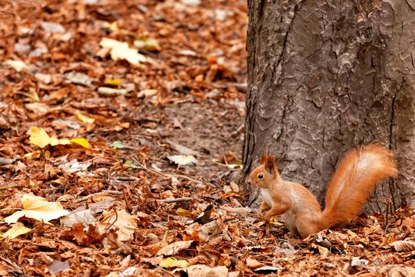 Retrato de una curiosa ardilla naranja de perfil sobre el fondo de un tronco de árbol forestal y follaje otoñal caído . — Foto de Stock