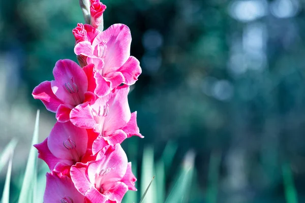 Finom rózsaszín-piros szép gladioli virágzik a nyári kertben. — Stock Fotó