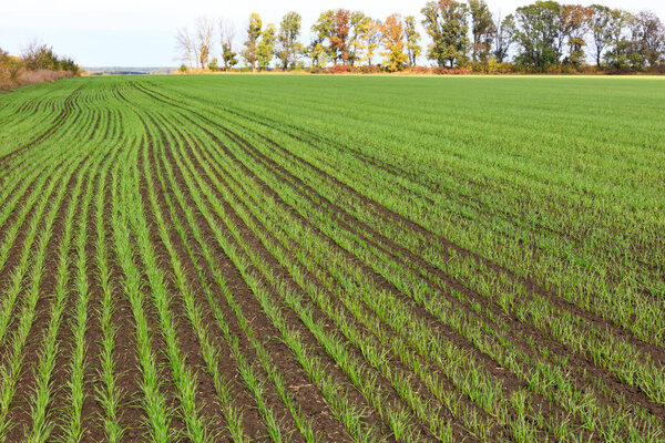 Smooth rows of shoots of winter wheat sprouted on a huge field in mid-autumn.