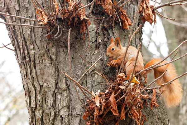 Una pequeña ardilla naranja se sienta en un árbol en el otoño en el parque y mordisquea una nuez . — Foto de Stock