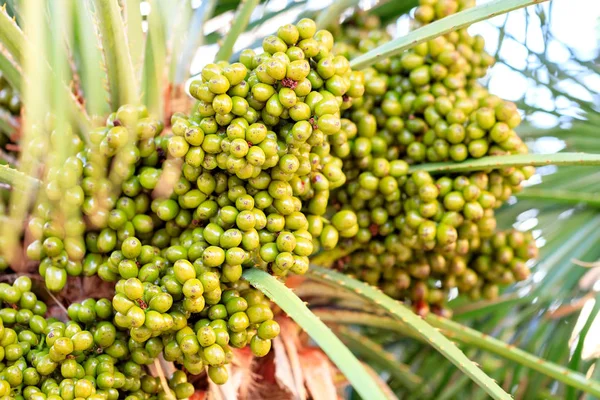 I frutti di datteri verdi crescono su una palma alla luce del mattino primo piano . — Foto Stock