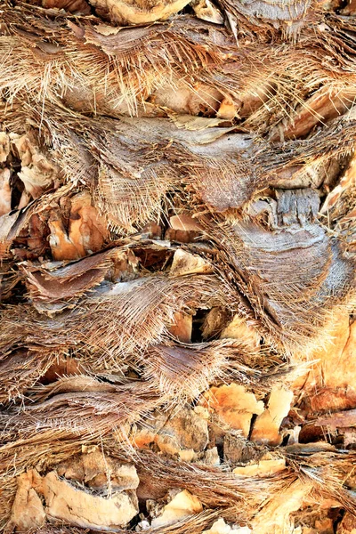 Fondo y textura áspera de hojas de palma cortadas en su tronco . — Foto de Stock