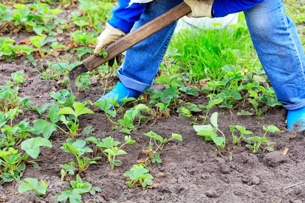 L'agricoltore erbaccia cespugli di fragole e rimuove le erbacce dal terreno in giardino . — Foto Stock