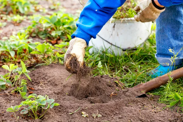 Mani guantate di un contadino erbaccia cespugli di fragole e erbacce dal terreno in giardino . — Foto Stock