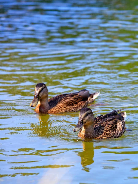 Dois patos bonitos marrons selvagens nadando juntos, close-up . — Fotografia de Stock