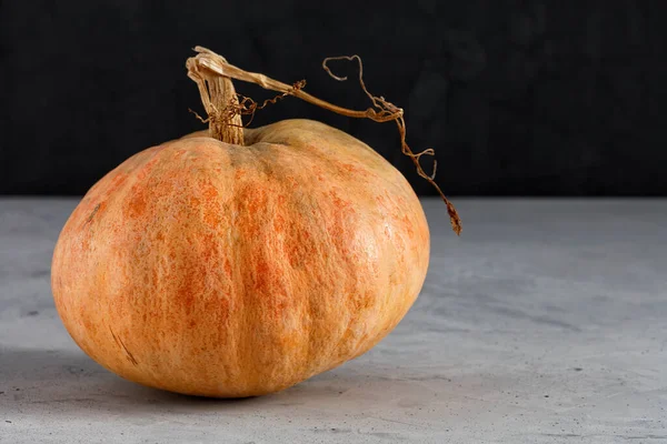 Gran Calabaza Naranja Madura Una Superficie Hormigón Gris Oscuro Espacio — Foto de Stock