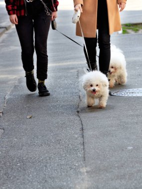 Beyaz Bichon Frize köpekleri asfalt kaldırımda yürüyorlar, metresleri eşliğinde, fotokopi alanı ile birlikte..
