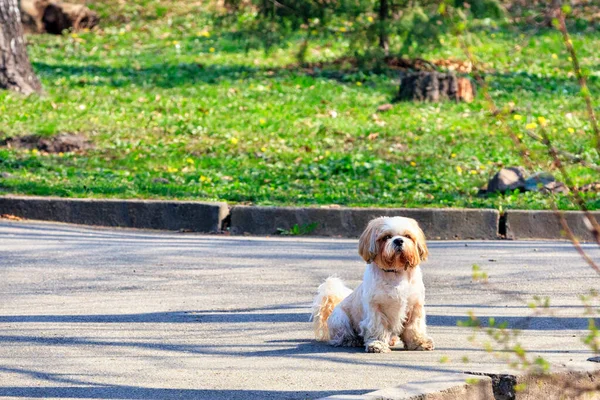 Shitsu Legrační Chlupatý Pes Sedí Asfaltovém Chodníku Pozadí Městského Parku — Stock fotografie