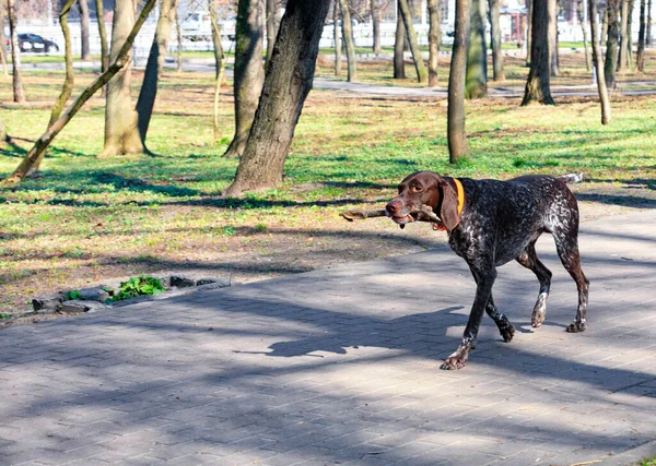 Kahverengi bir Dalmaçyalı güneşli bir bahar gününde şehir parkında asfalt yol boyunca yürür. Dişlerinde tahta bir dal taşır..